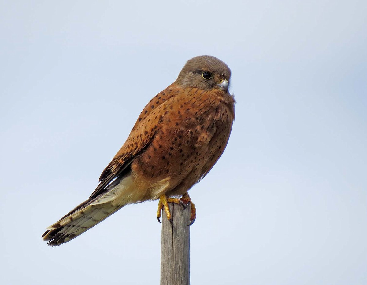 Rock Kestrel - ML712256