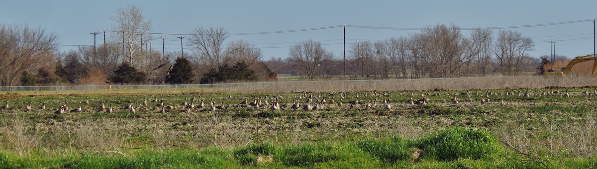 Greater White-fronted Goose - ML71226081