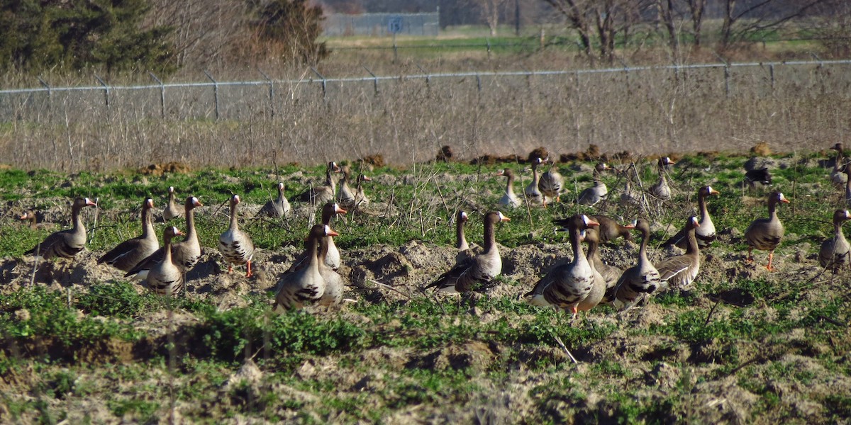 Greater White-fronted Goose - ML71226101