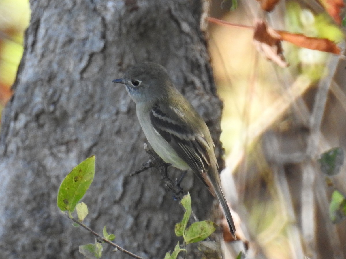 Hammond's Flycatcher - ML71226571