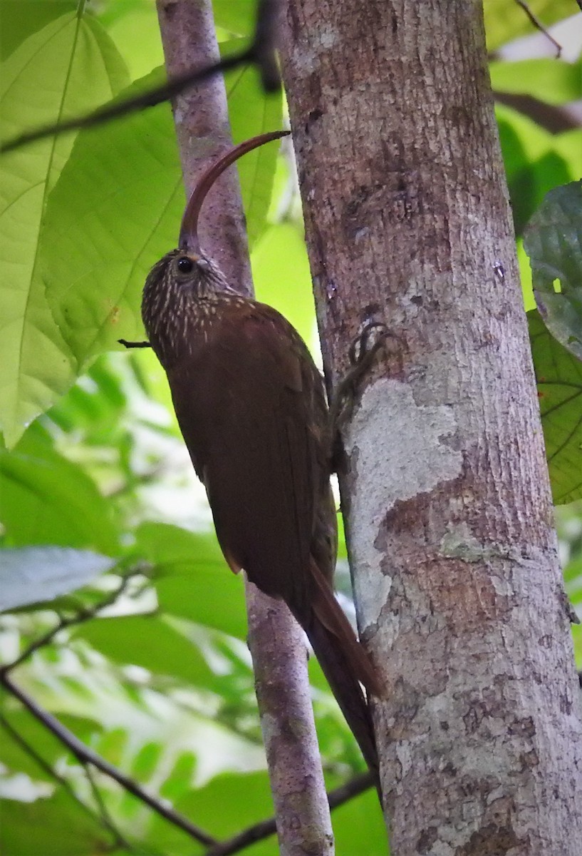 Tapajos Scythebill (Rondonia) - ML712270