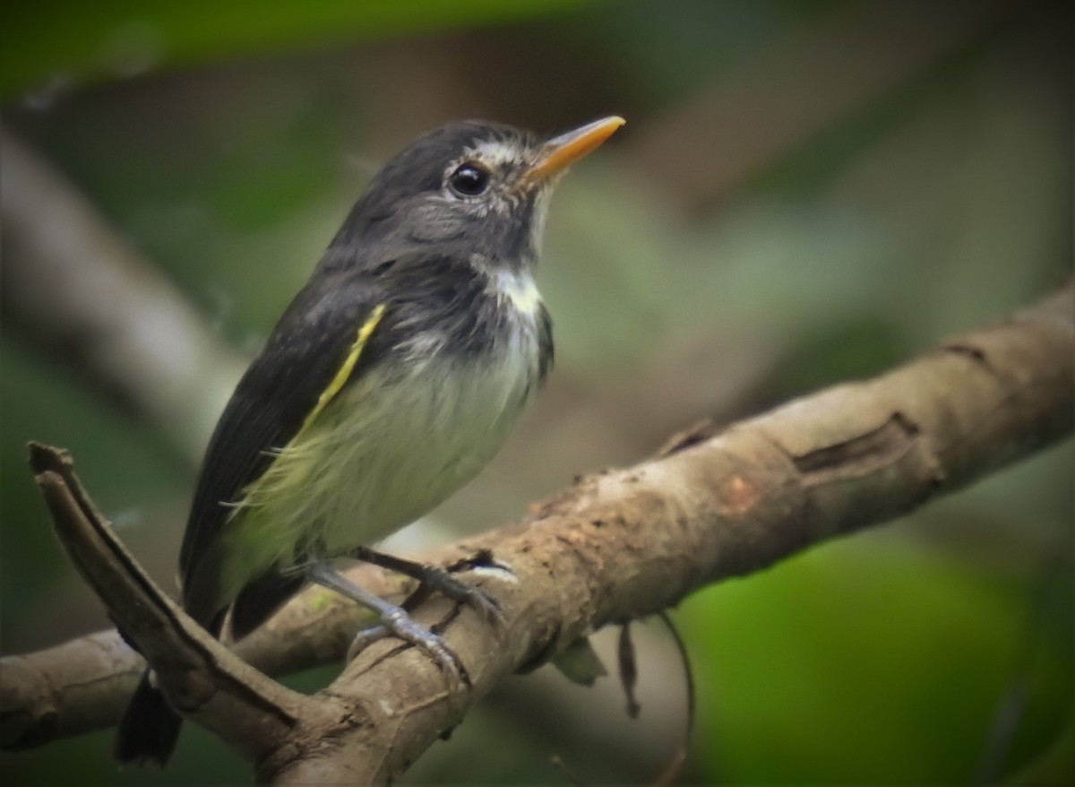 セグロハシナガハエトリ - ML712271