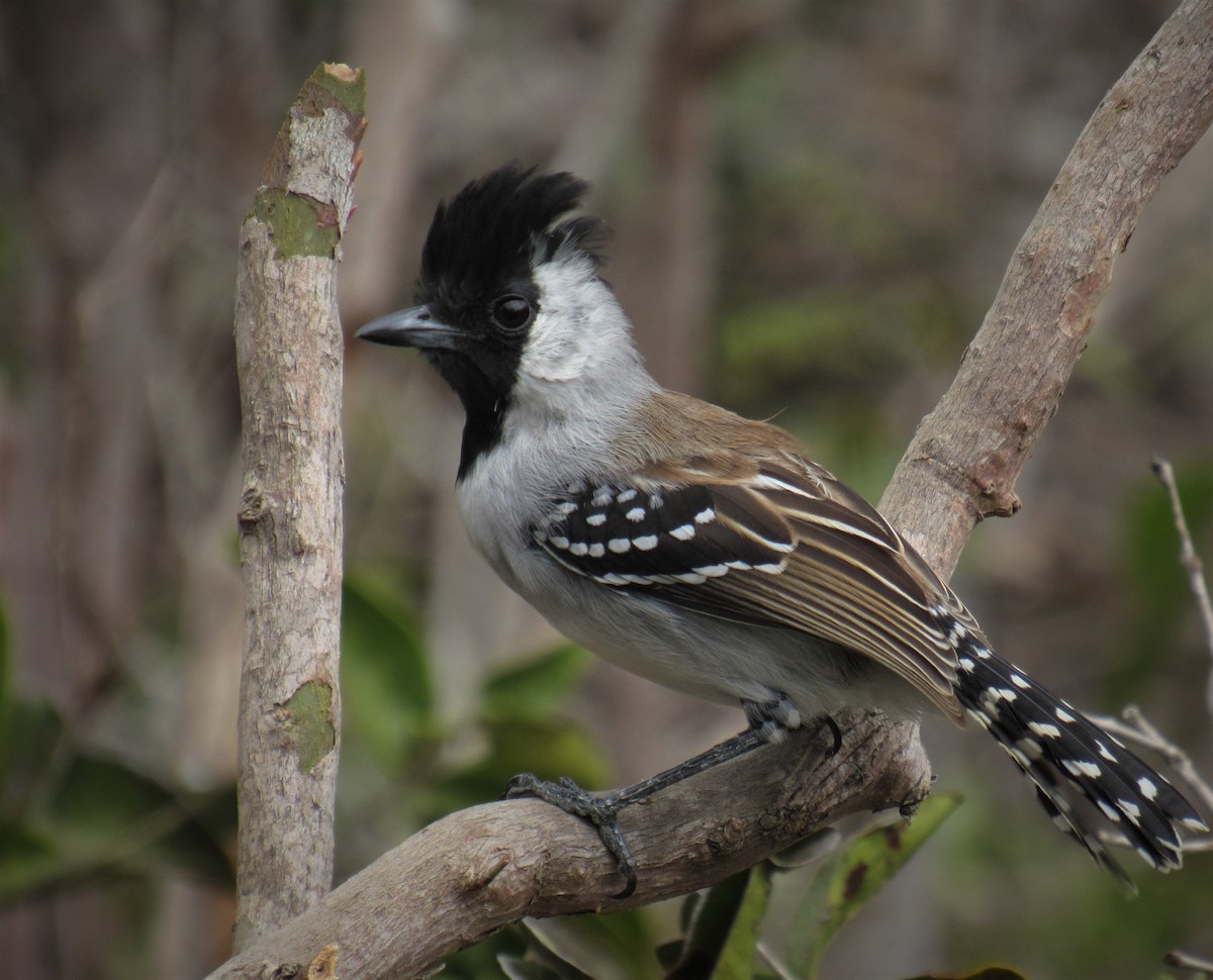 ギンホオエボシアリモズ - ML712274