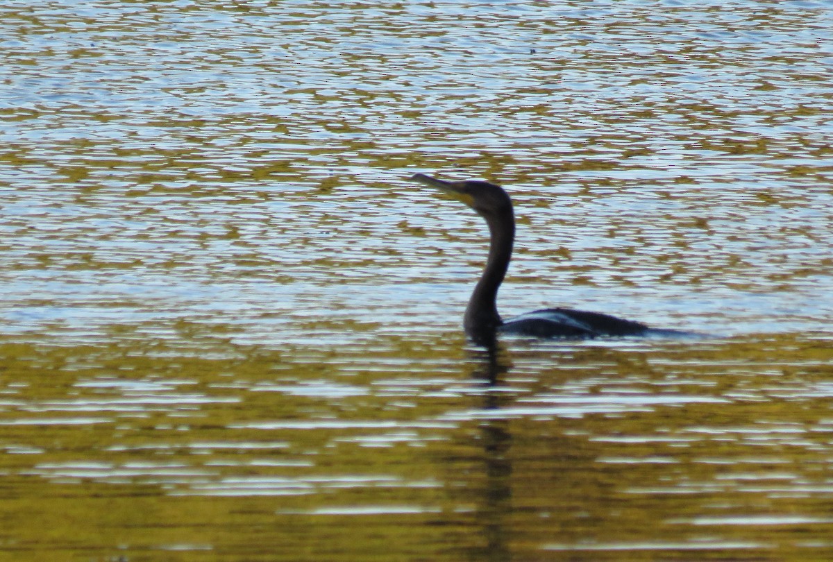 Double-crested Cormorant - ML71229311