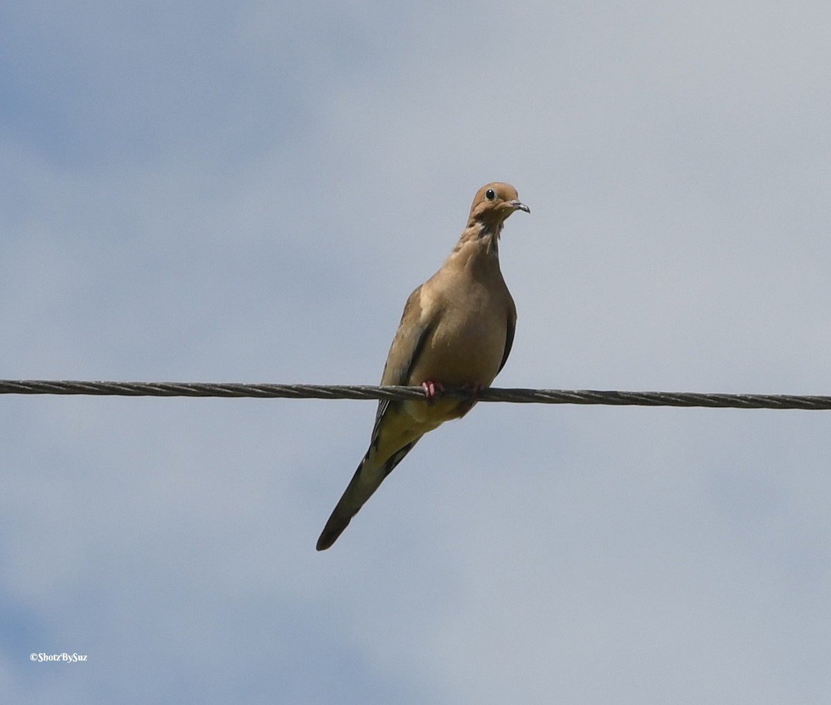 Mourning Dove - ML71229541