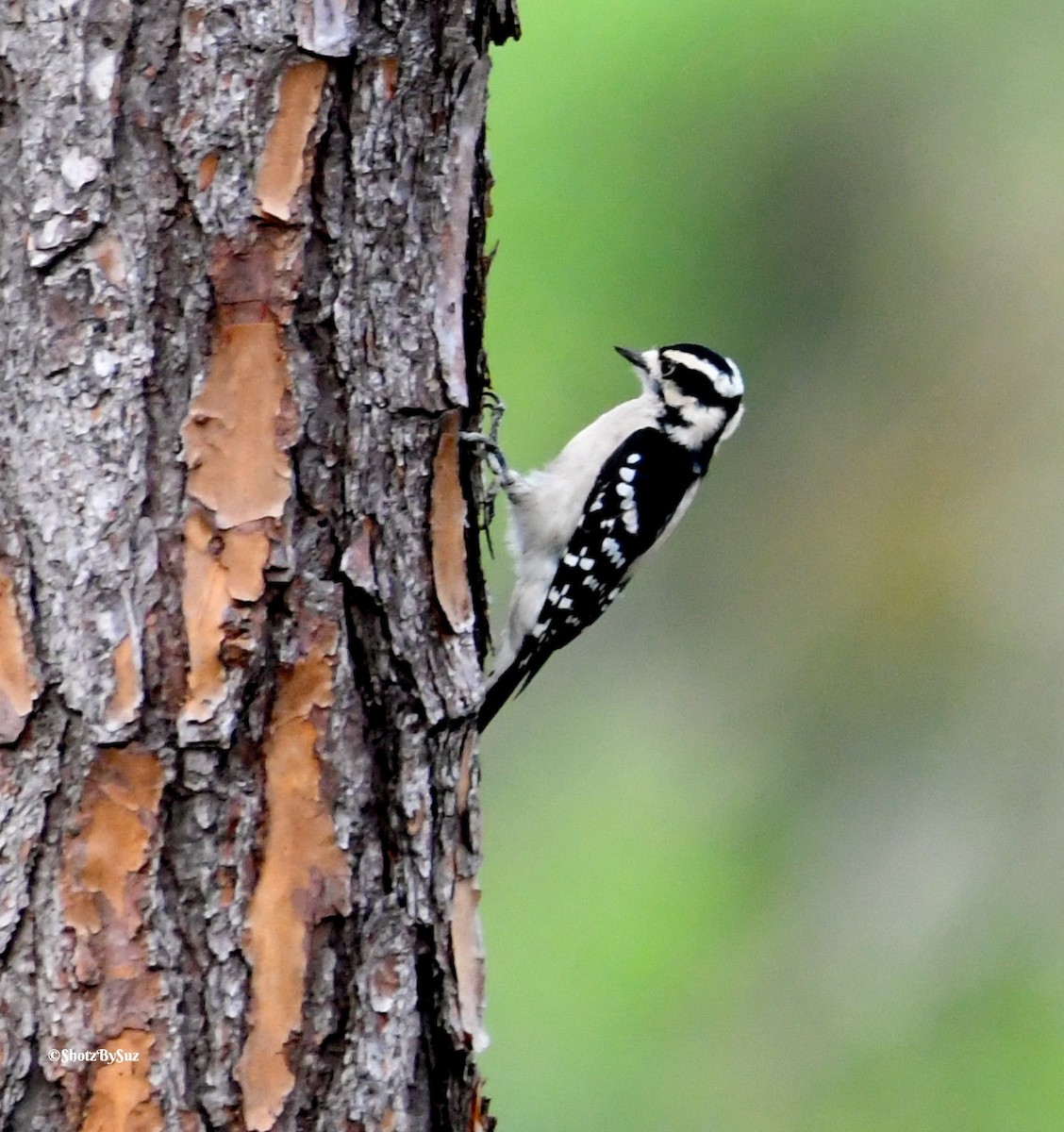 Downy Woodpecker - ML71229981