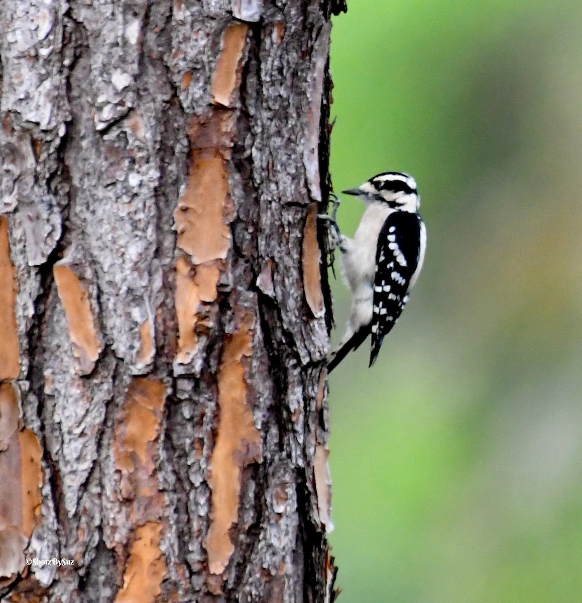 Downy Woodpecker - Suzanne Zuckerman