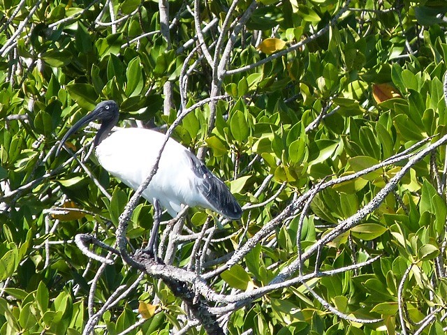 Malagasy Sacred Ibis - ML712310