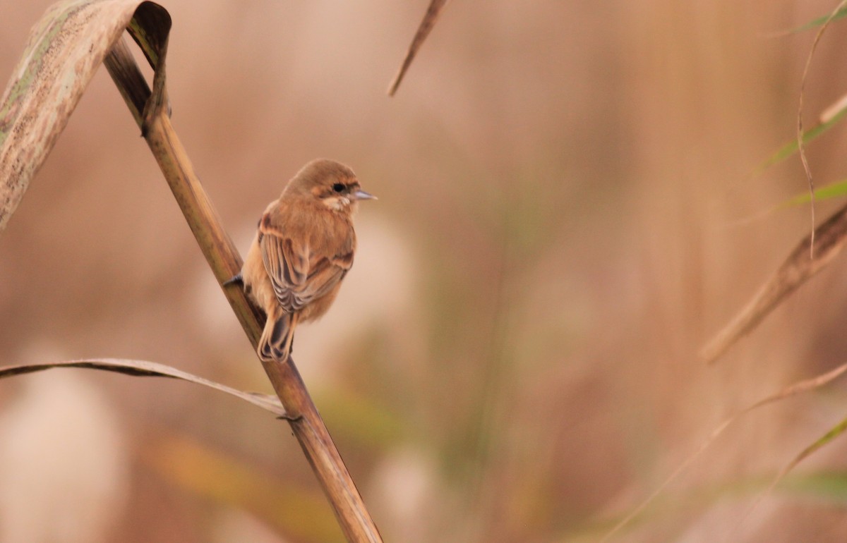 Chinese Penduline-Tit - Marcos Wei