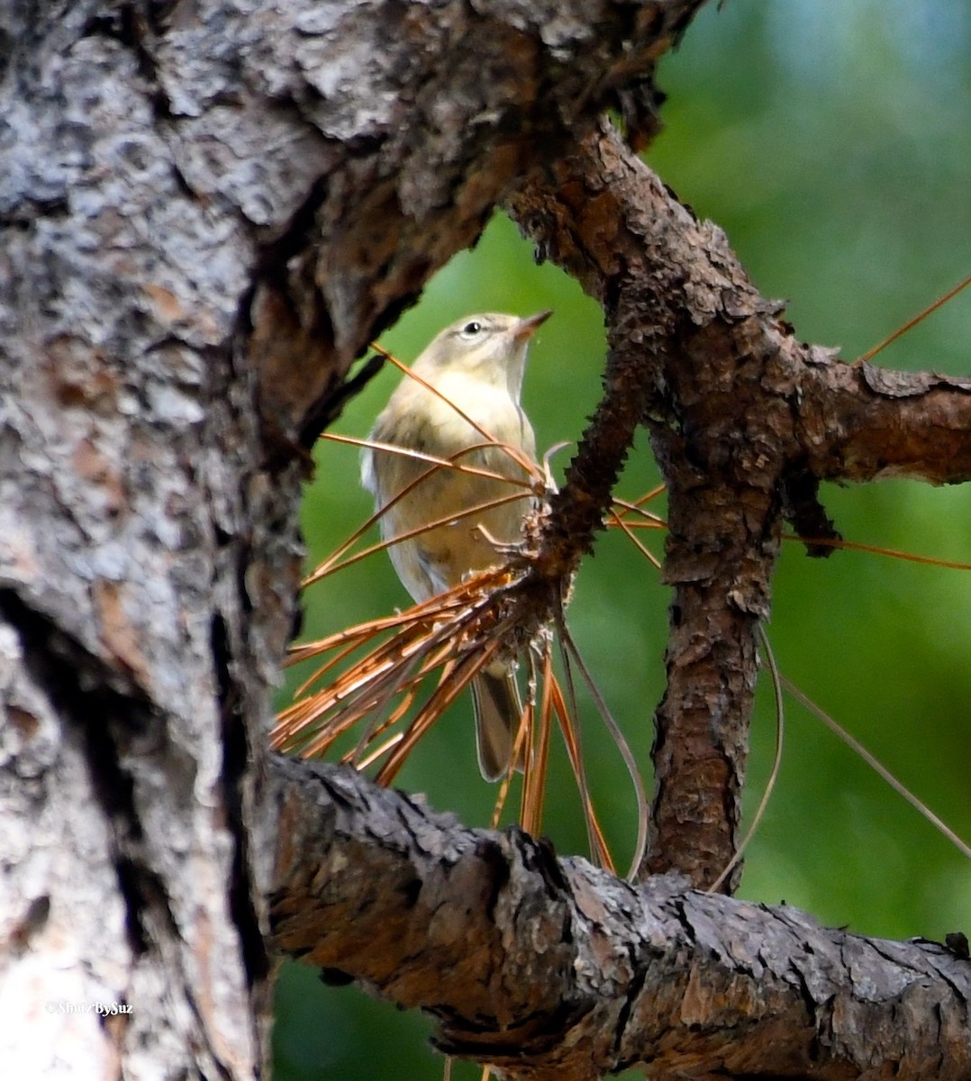 Pine Warbler - ML71233421