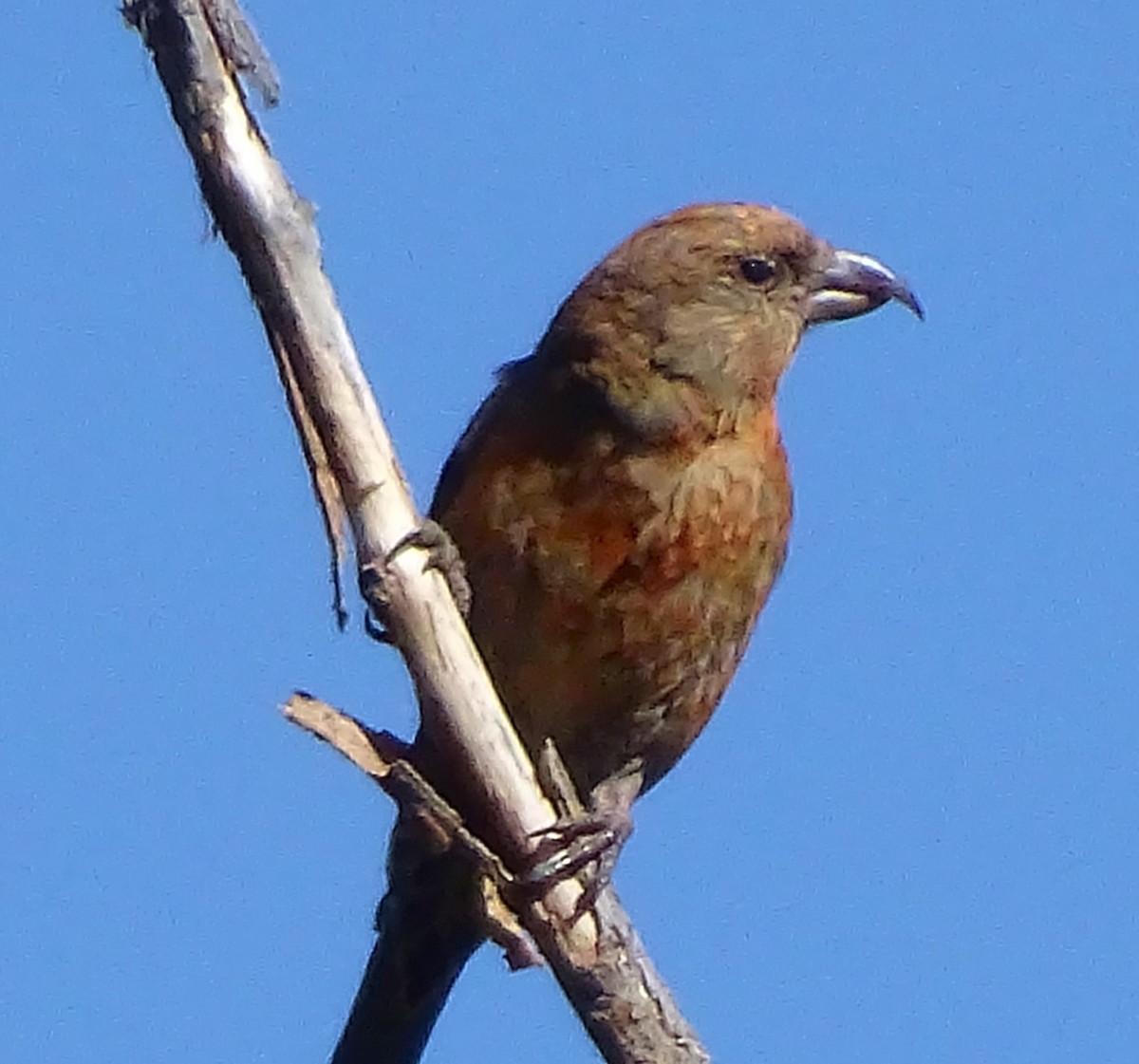 Red Crossbill - ML71233441