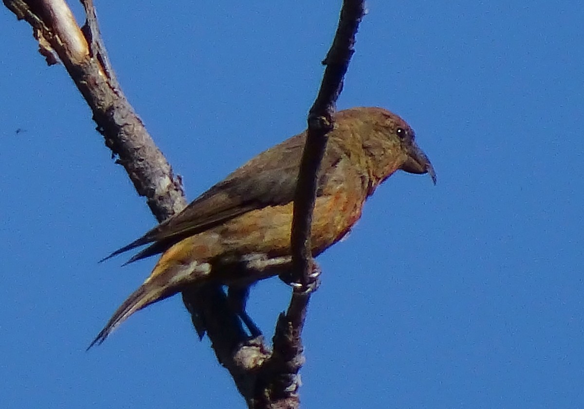 Red Crossbill - ML71233501