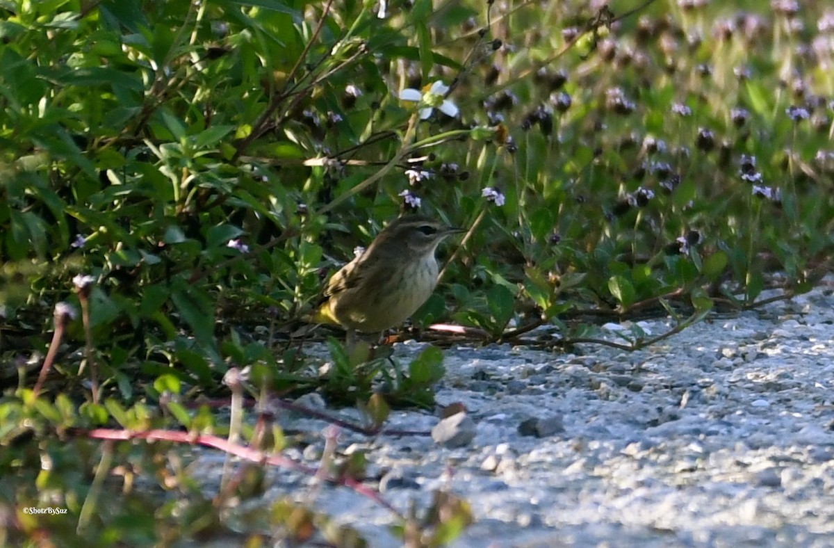 Palm Warbler - ML71235051