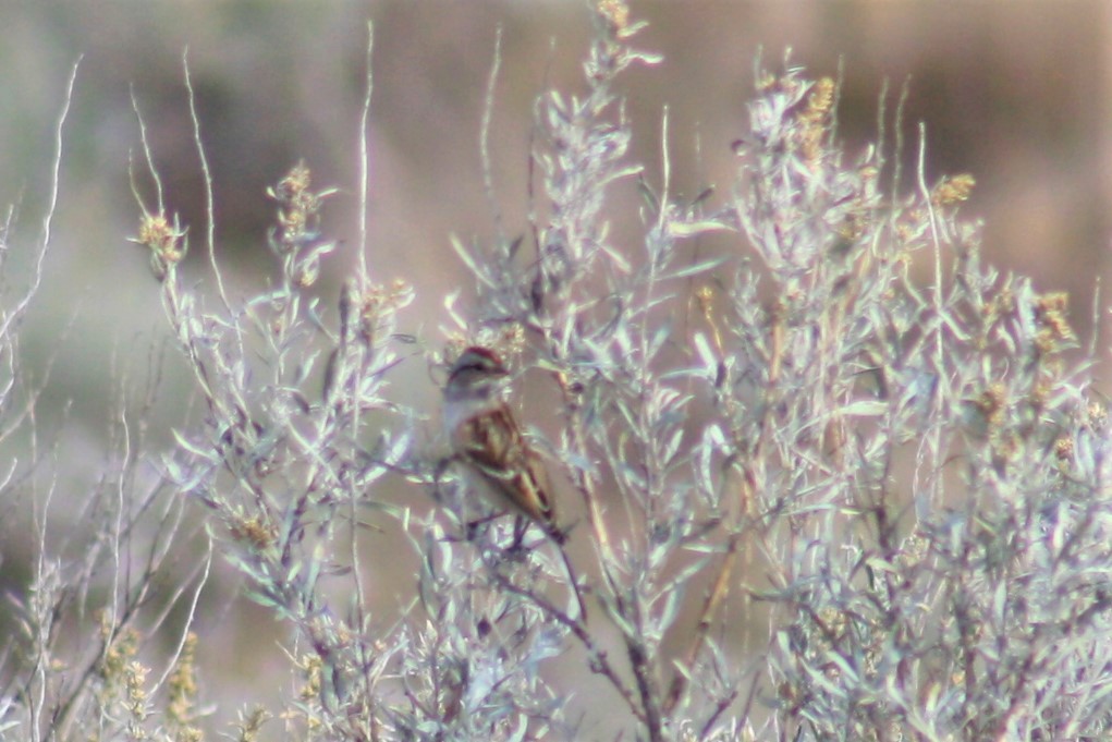 American Tree Sparrow - ML71235101