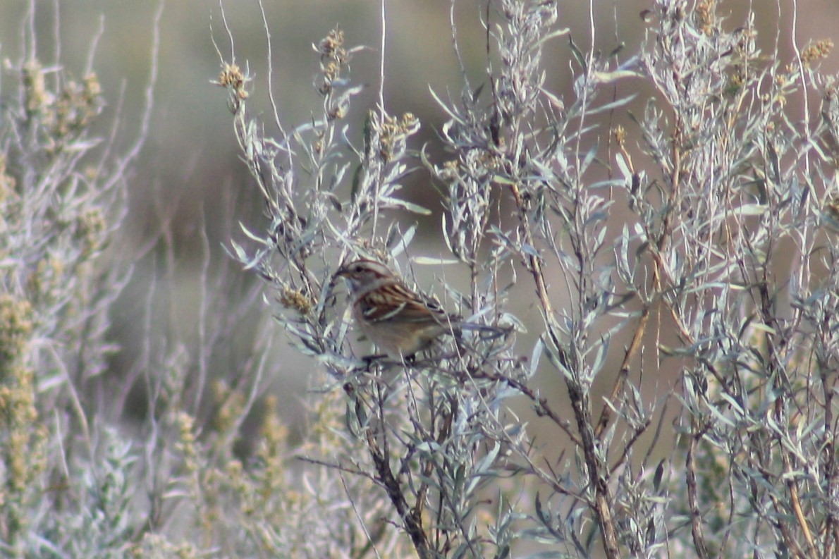 American Tree Sparrow - ML71235171