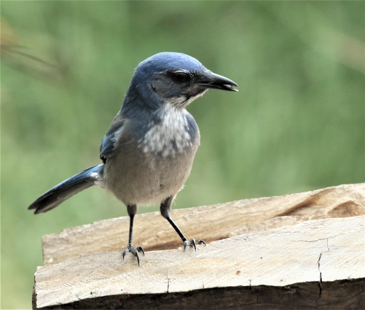 Woodhouse's Scrub-Jay - Ann Vaughan