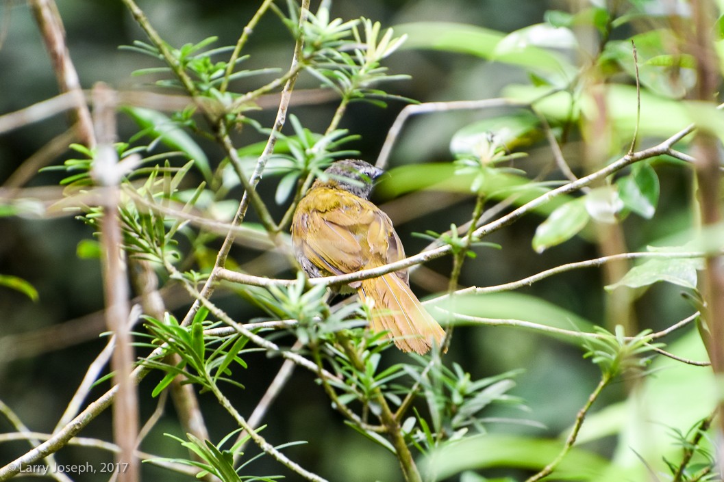 Buff-throated Saltator - ML71236591