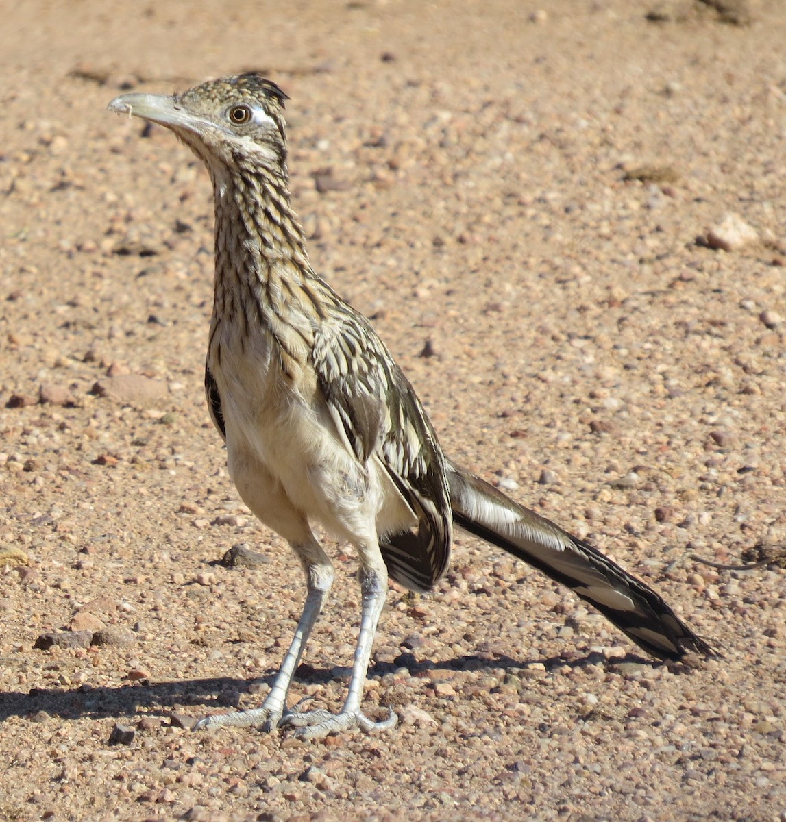 Greater Roadrunner - ML71236701