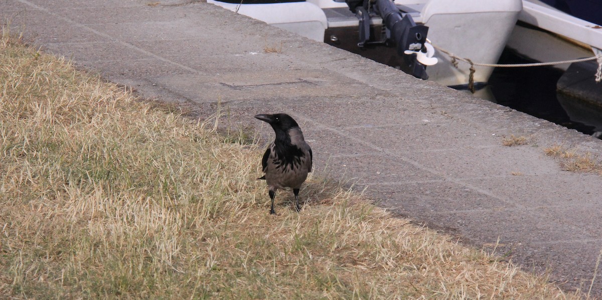 Carrion/Hooded Crow - ML712373