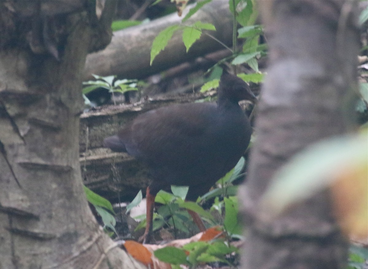 Orange-footed Megapode - ML71237341