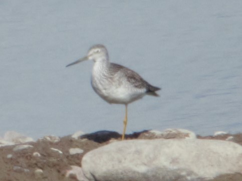 Greater Yellowlegs - ML71237401