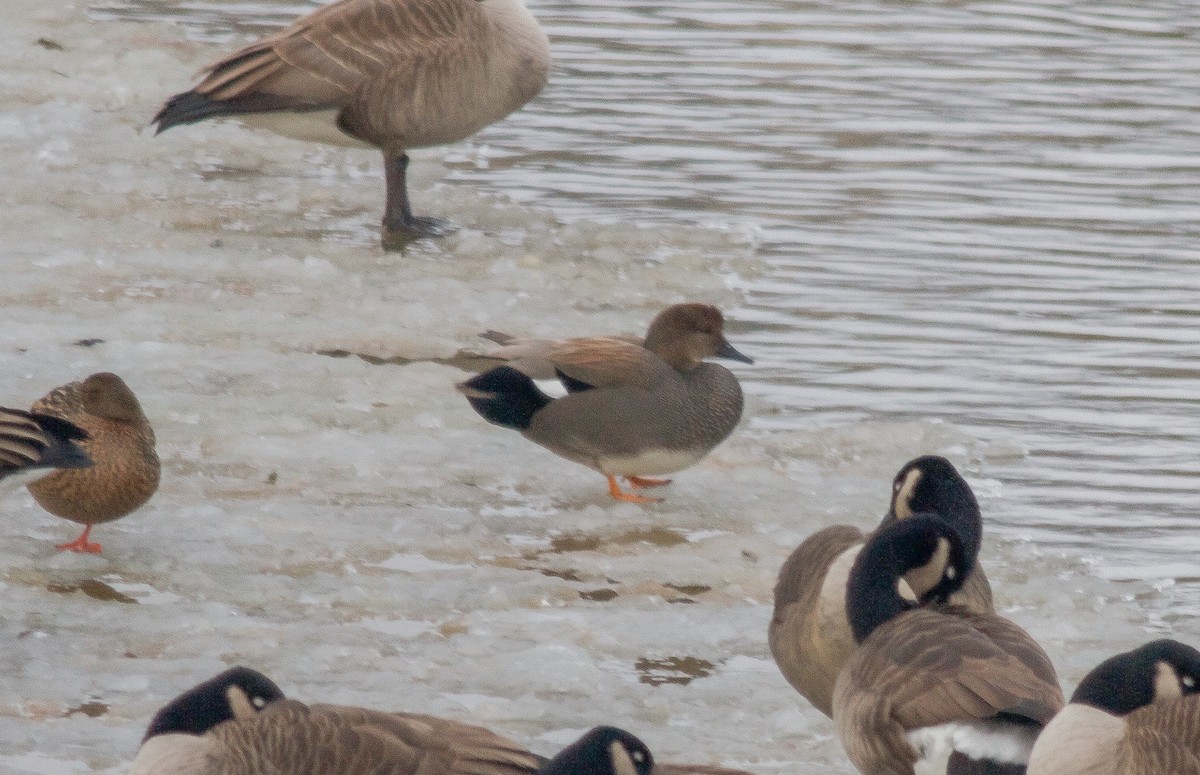 Gadwall - Nick Pulcinella