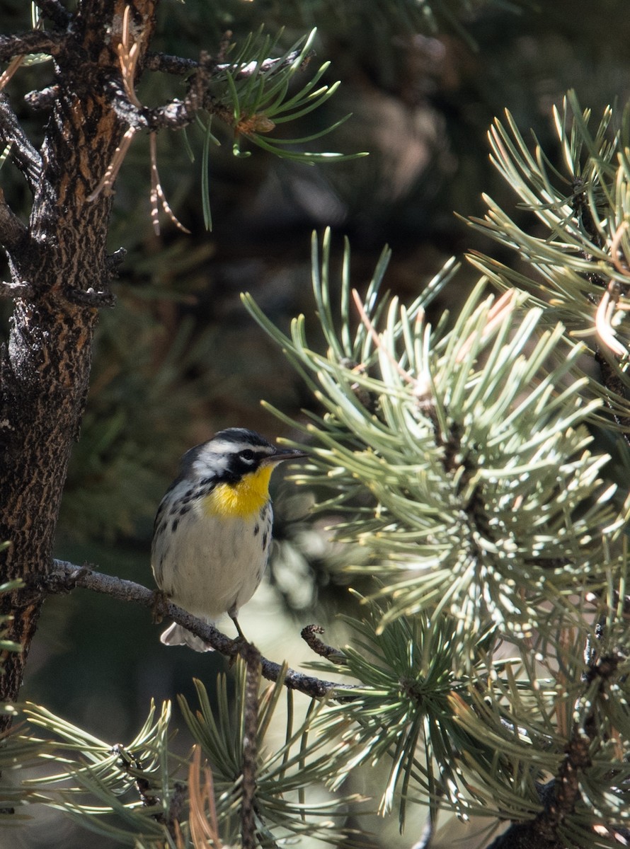 Yellow-throated Warbler - ML71237971