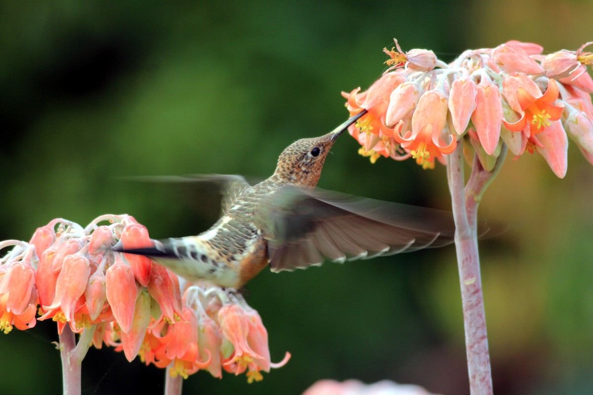 Giant Hummingbird - Marcos Wei