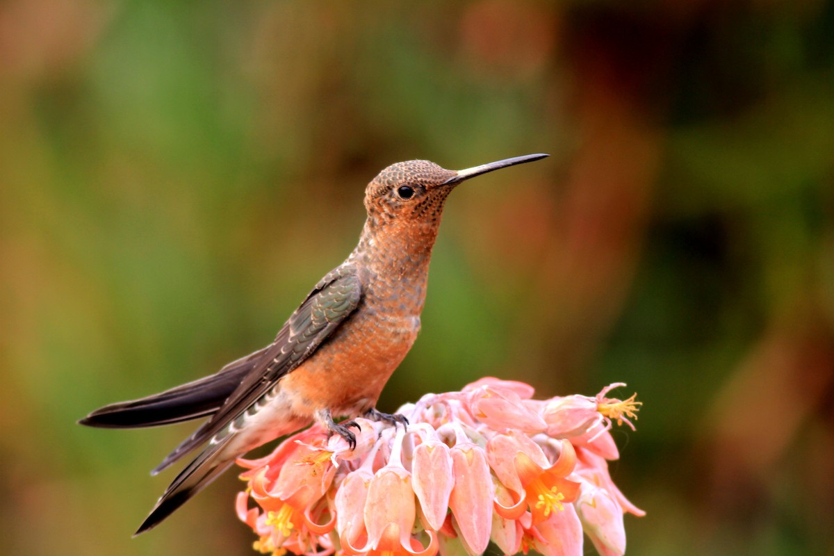 kolibřík velký - ML712383