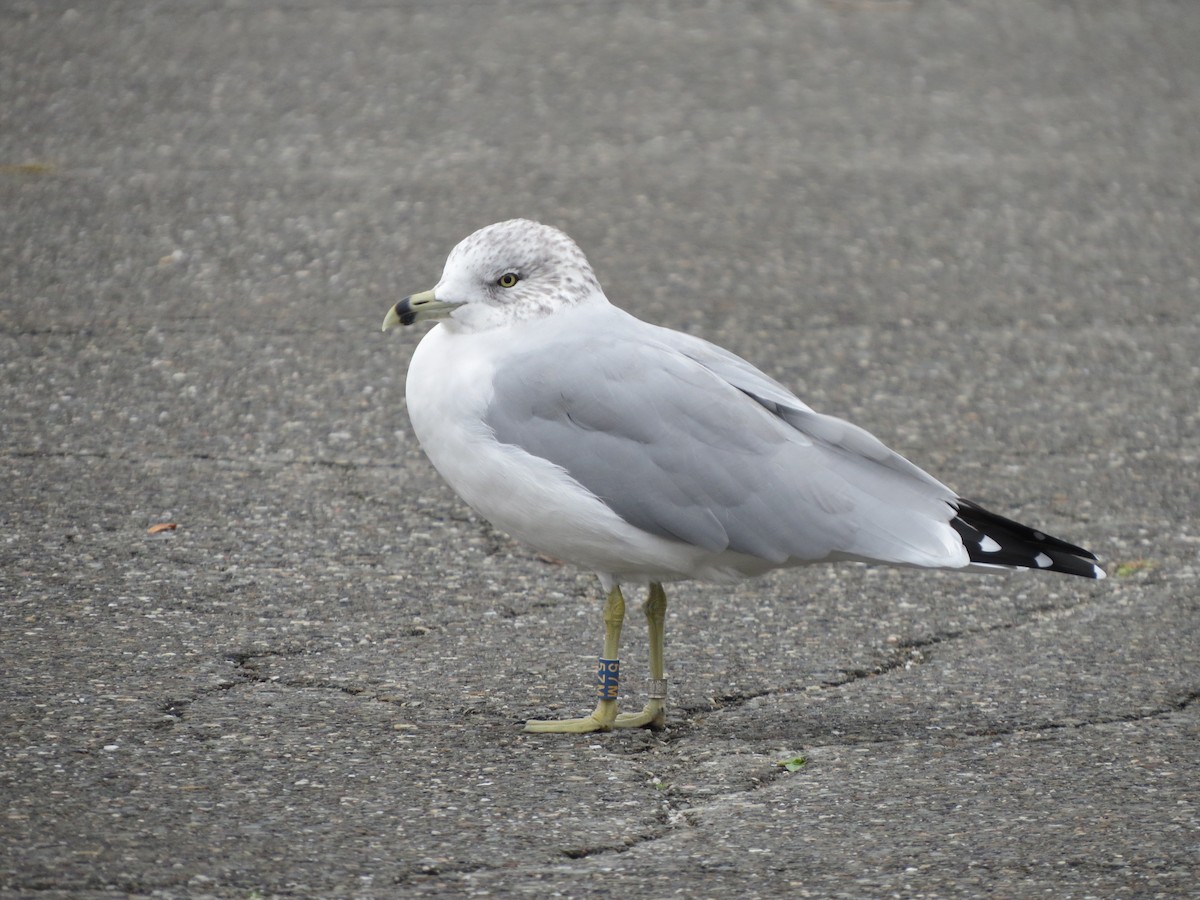 Ring-billed Gull - Jerry Smith