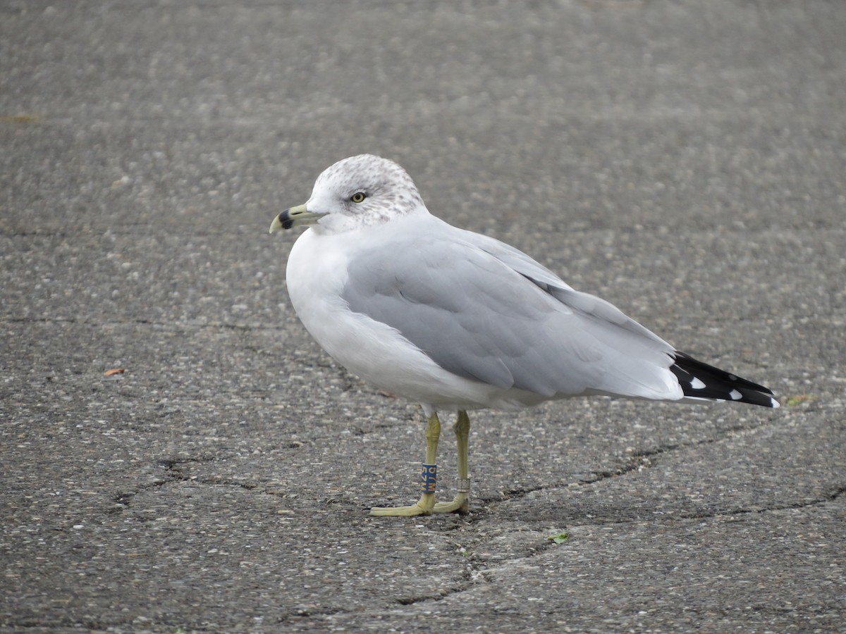 Ring-billed Gull - ML71238521