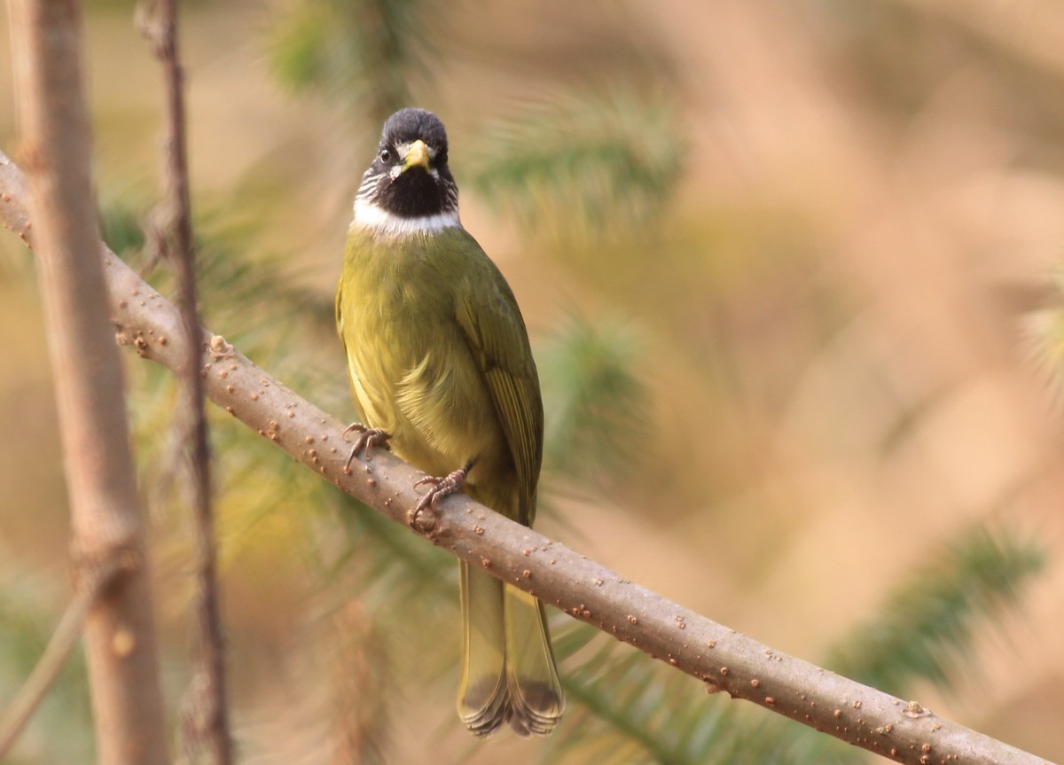 Collared Finchbill - Marcos Wei