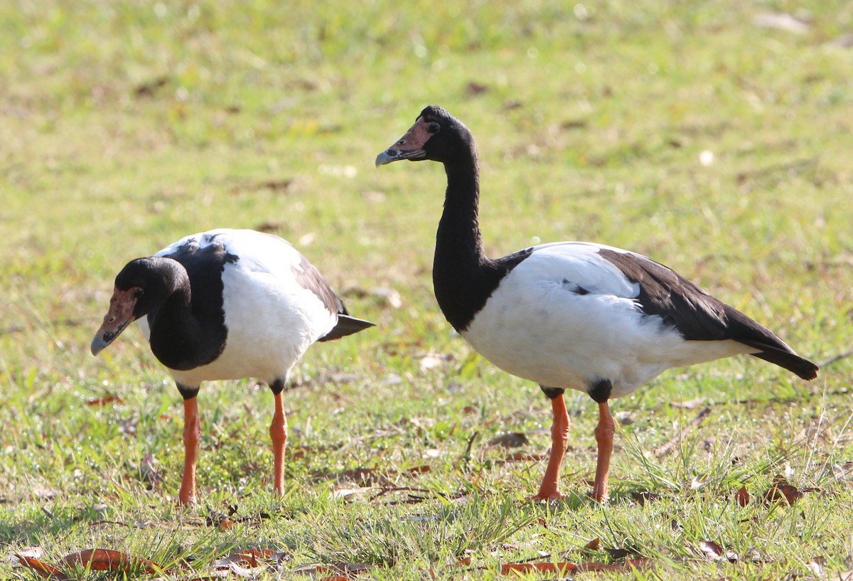 Magpie Goose - ML71239641