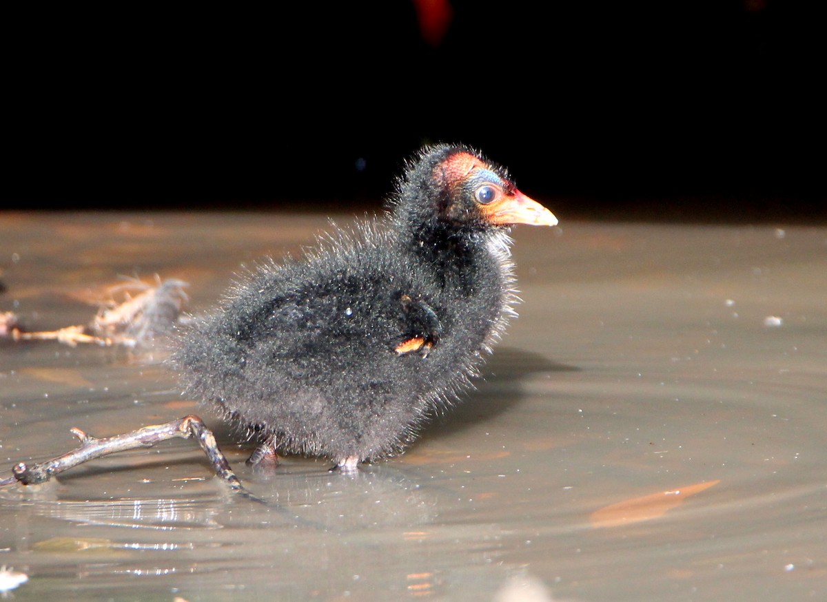 Dusky Moorhen - ML71239881