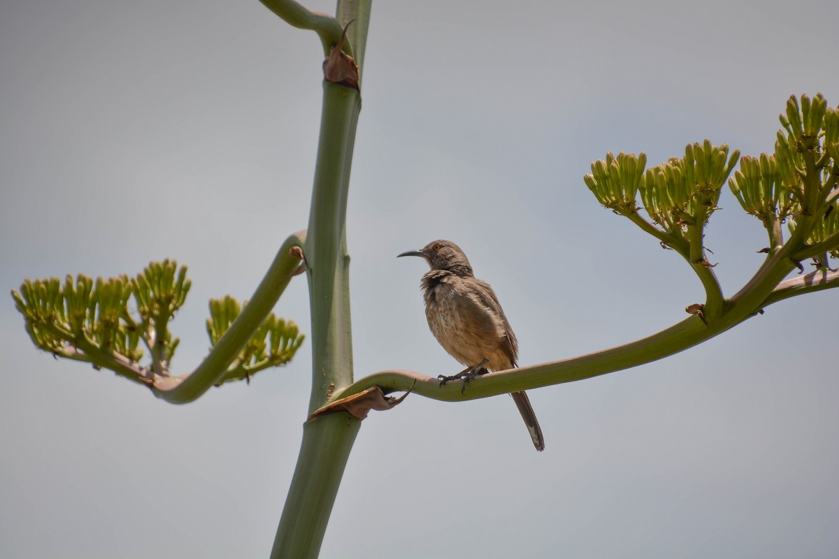 Curve-billed Thrasher - ML71240621