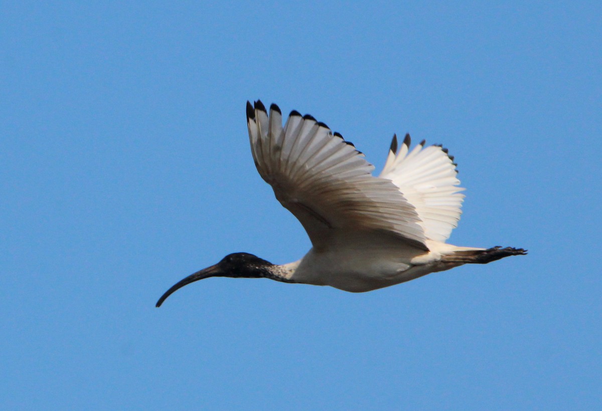 Australian Ibis - ML71240841