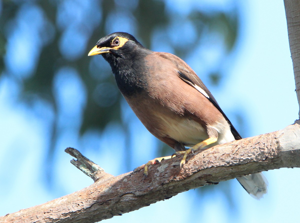 Common Myna - ML71241171