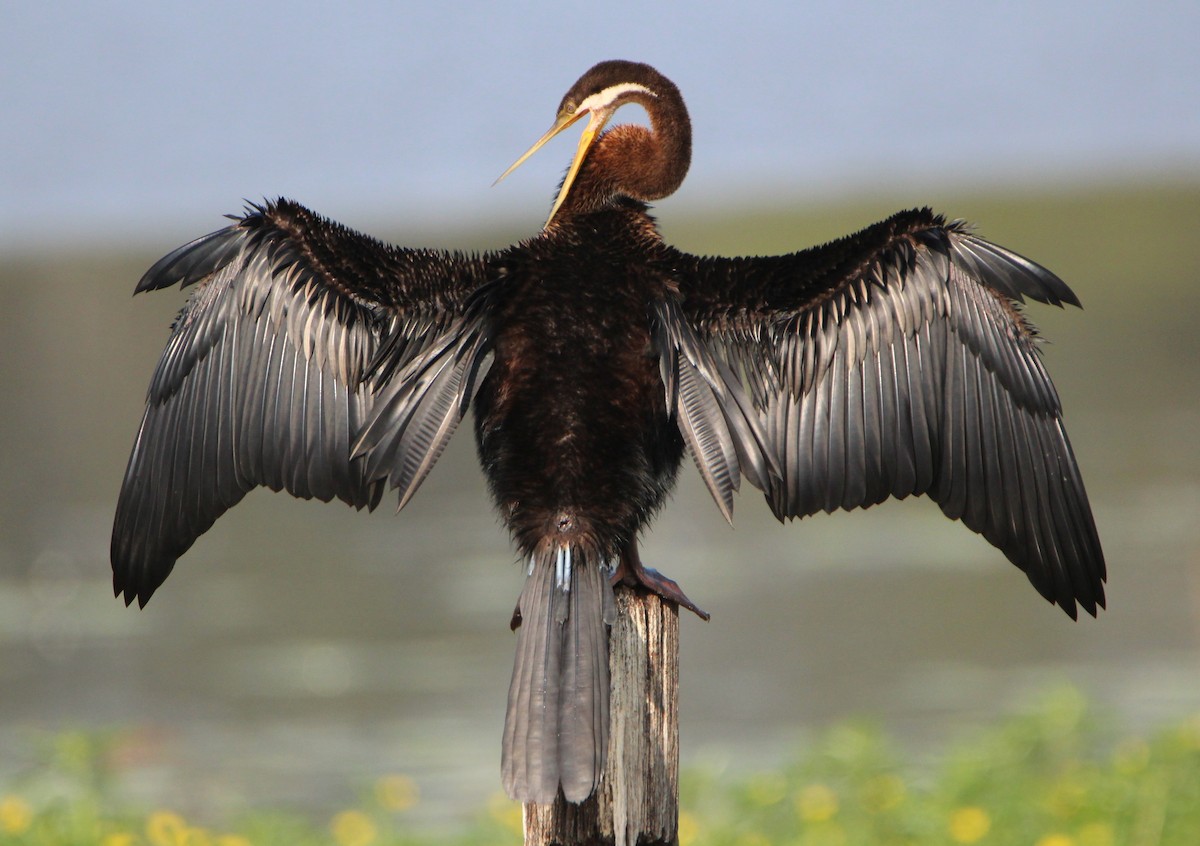 anhinga australská - ML71241551