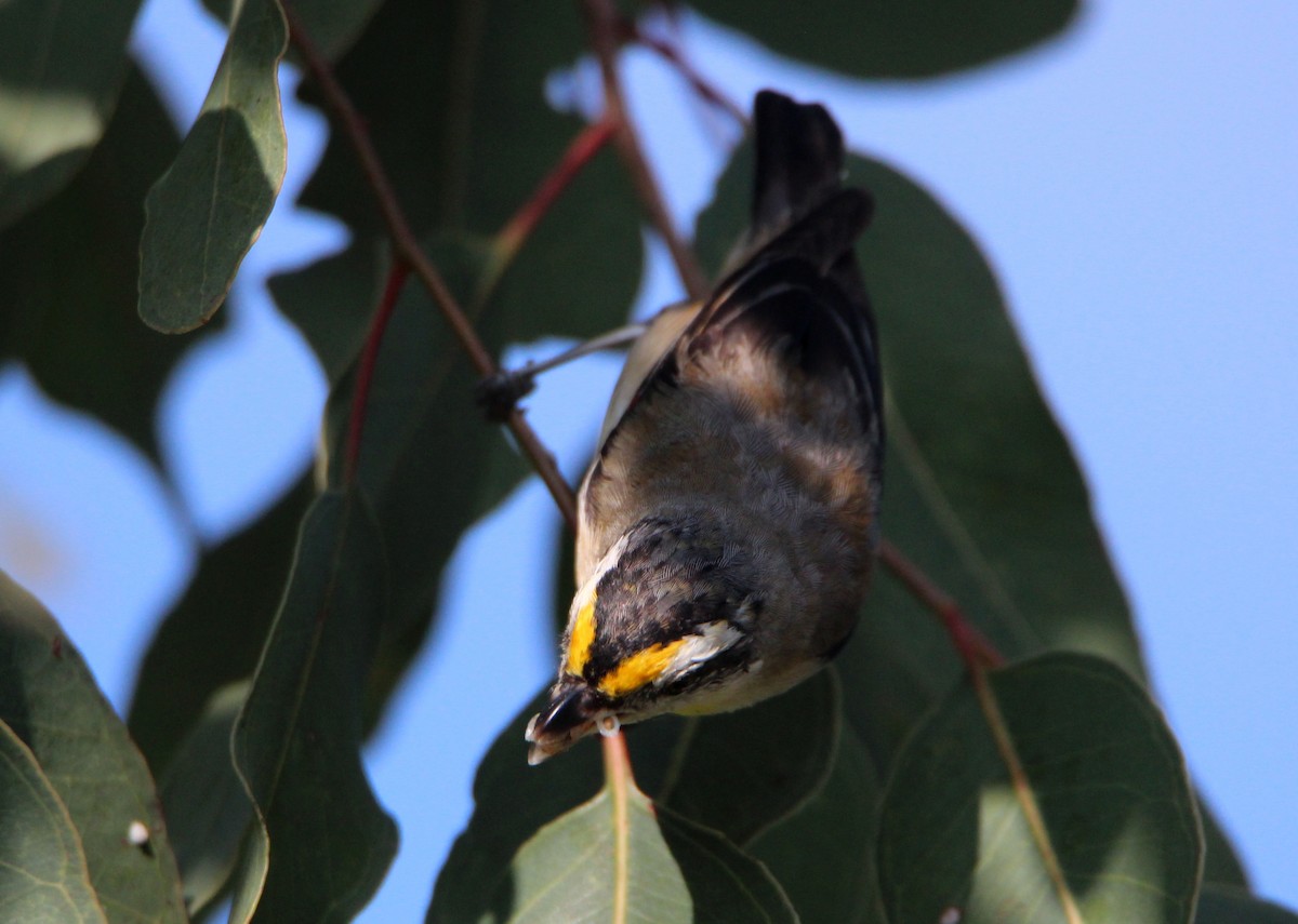 Striated Pardalote - ML71241891