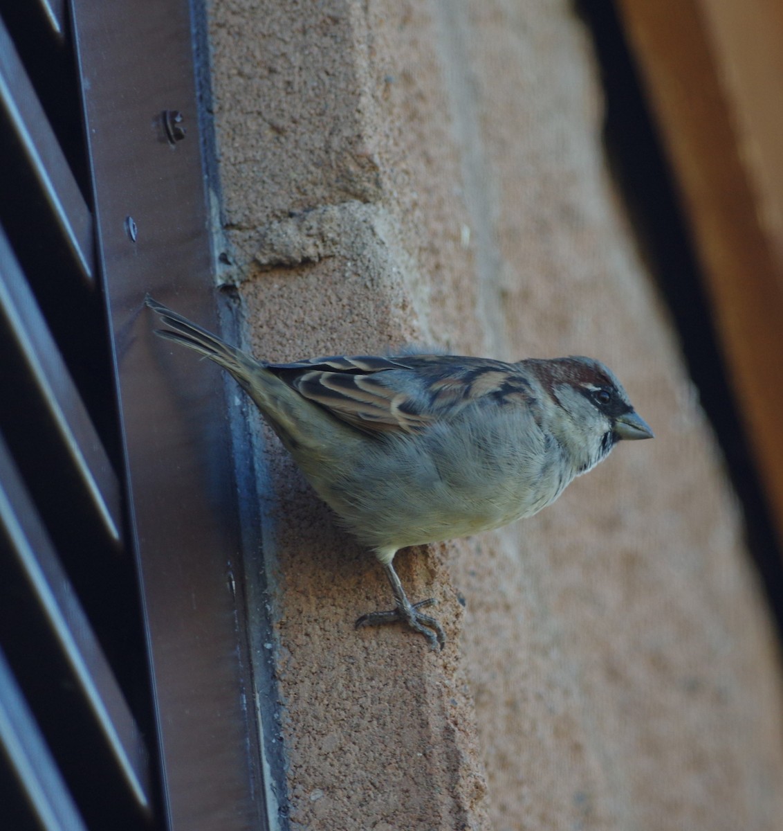 House Sparrow - Brenda Wright