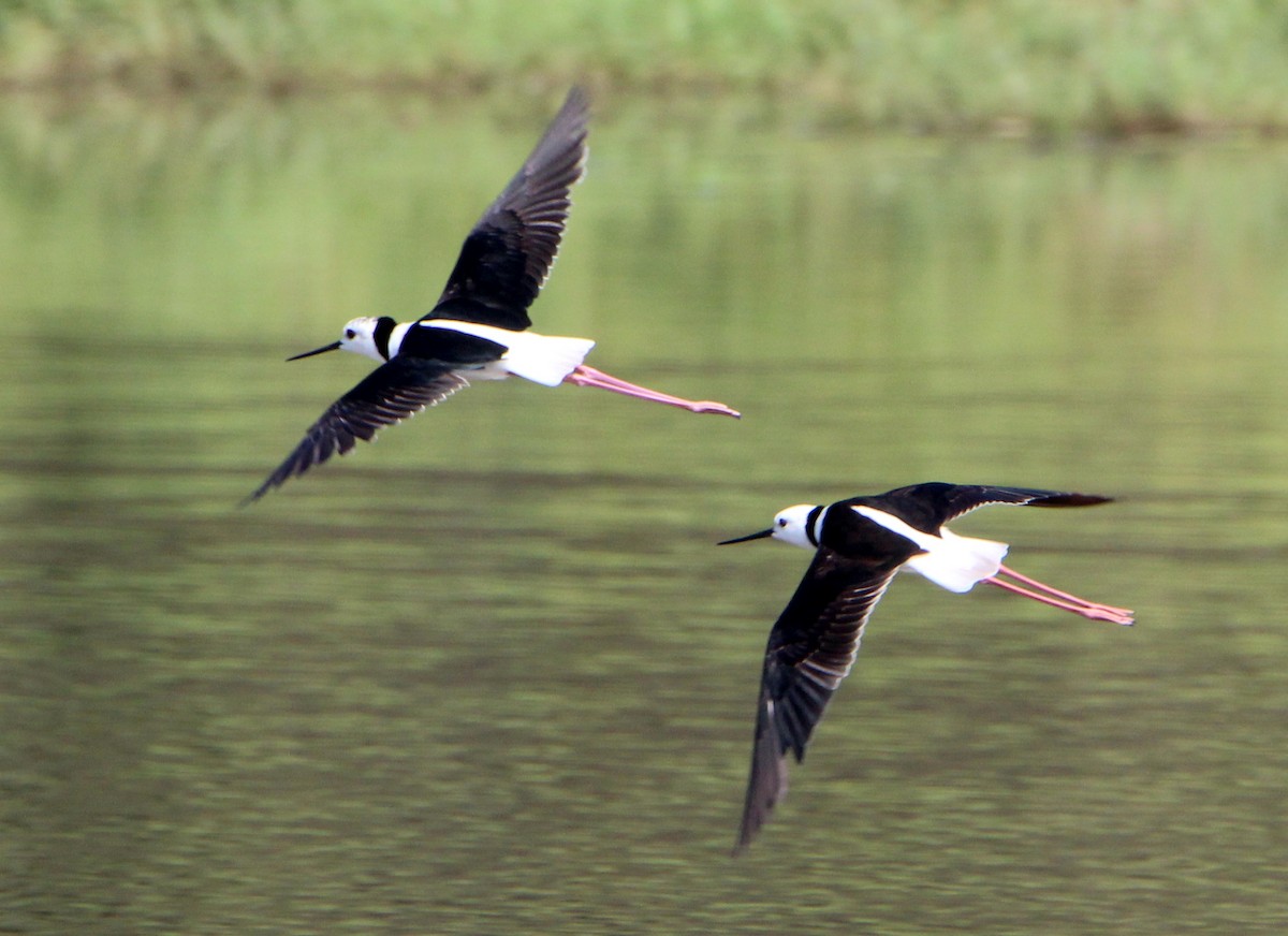 Pied Stilt - ML71244221