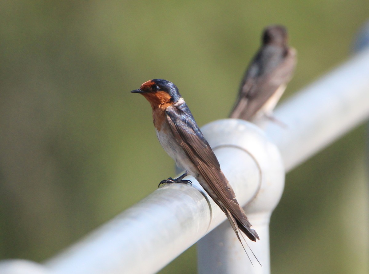 Welcome Swallow - Sandra Gallienne