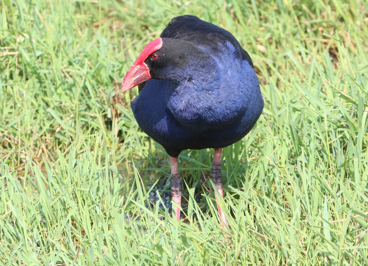 Australasian Swamphen - ML71245011