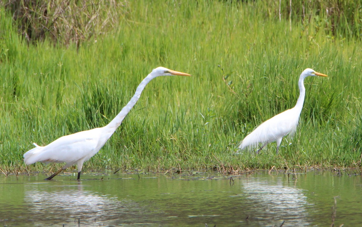 Great Egret - ML71245921