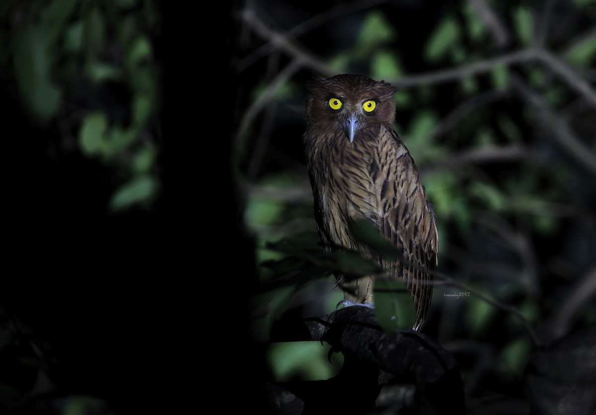 Philippine Eagle-Owl - ML712468