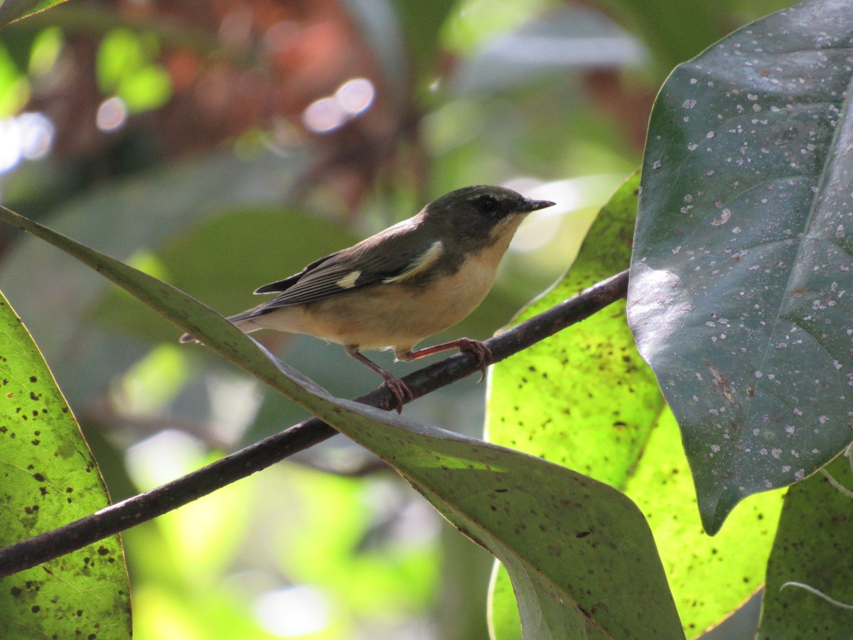 Black-throated Blue Warbler - ML71247171