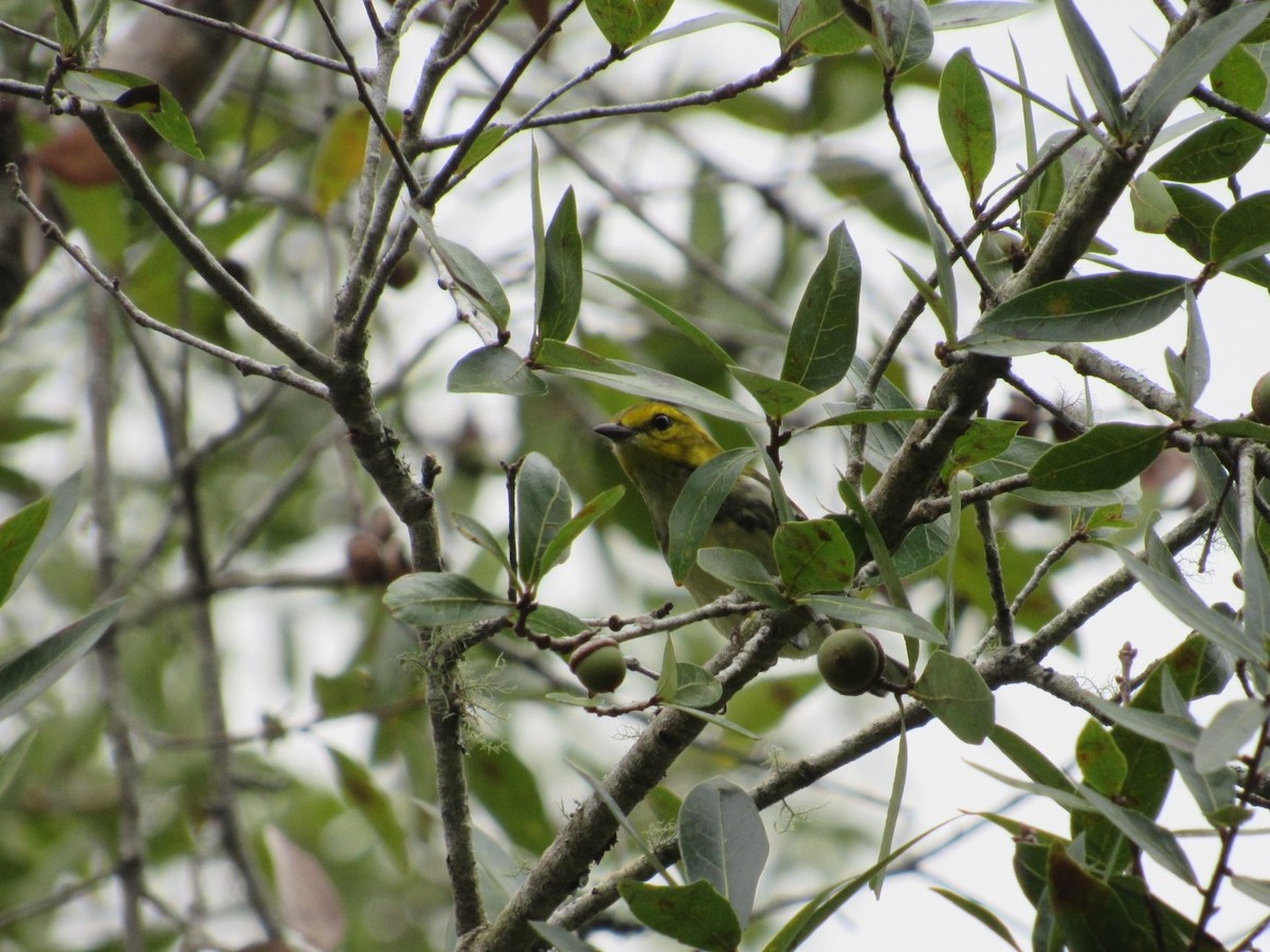 Black-throated Green Warbler - ML71247361