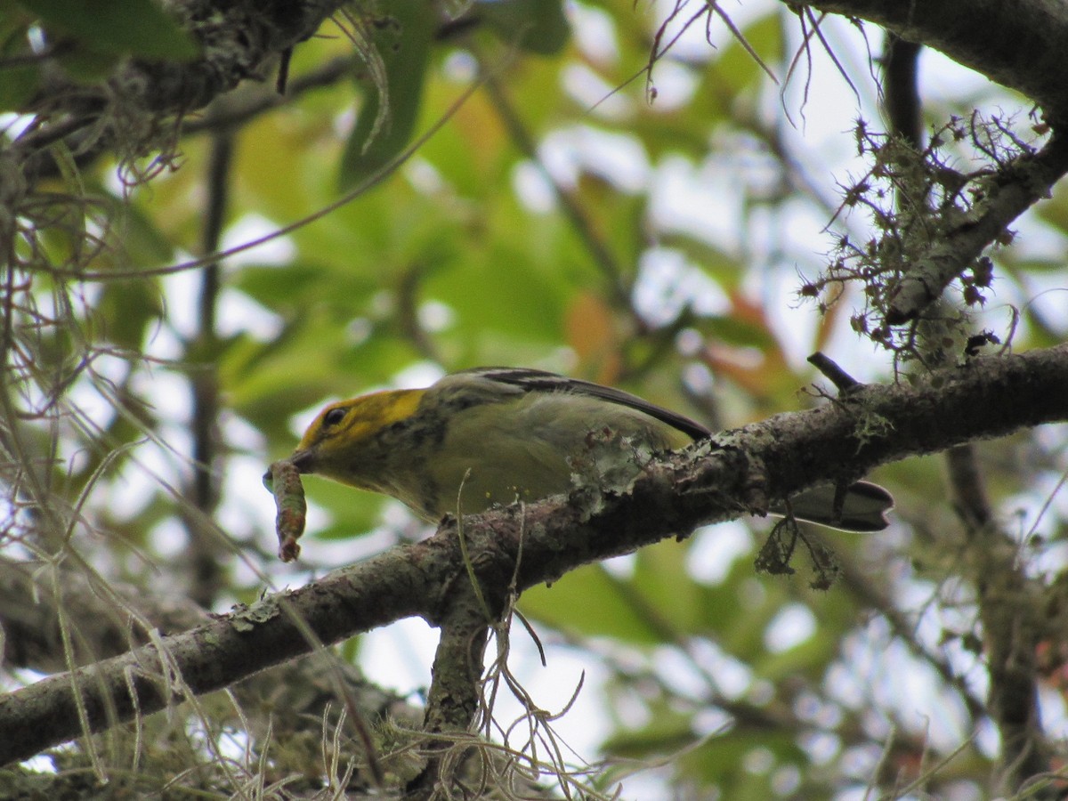 Black-throated Green Warbler - David LaGrange