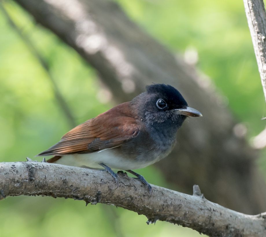 Black Paradise-Flycatcher - ML71247531