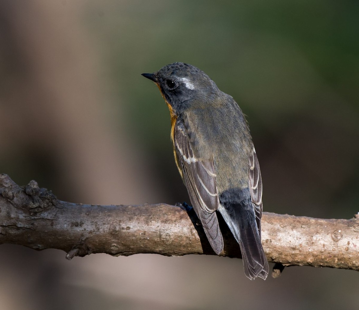 Mugimaki Flycatcher - ML71247581